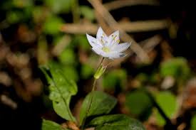 Attēlu rezultāti vaicājumam “Trientalis europaea bud”