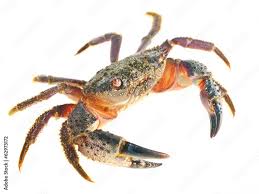 Image result for Eriphia verrucosa