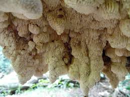 Attēlu rezultāti vaicājumam “Irpex lacteus”