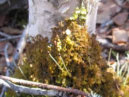 Attēlu rezultāti vaicājumam “Ptilidium pulcherrimum sporophyte”