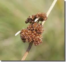 Attēlu rezultāti vaicājumam “Coleophora alticolella”