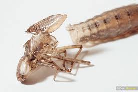 Attēlu rezultāti vaicājumam “exuvia”