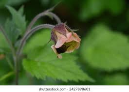 Attēlu rezultāti vaicājumam “Geum rivale bud”