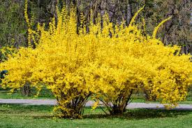Attēlu rezultāti vaicājumam “Forsythia suspensa flower”
