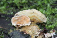 Attēlu rezultāti vaicājumam “Steccherinum ochraceum”