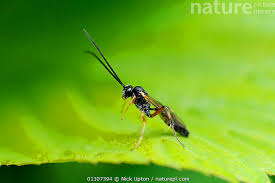 Attēlu rezultāti vaicājumam “Ichneumonidae”