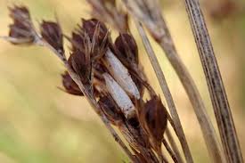 Attēlu rezultāti vaicājumam “Coleophora alticolella”