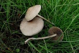 Attēlu rezultāti vaicājumam “Phleogena faginea young”