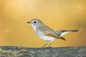 Image result for Ficedula albicilla