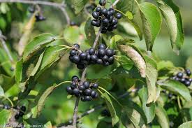 Attēlu rezultāti vaicājumam “Rhamnus cathartica fruit”