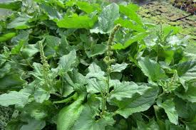 Attēlu rezultāti vaicājumam “Chenopodium bonus-henricus”