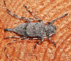 Attēlu rezultāti vaicājumam “Acanthocinus aedilis”