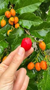 Attēlu rezultāti vaicājumam “Potentilla argentea fruit”