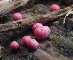 Attēlu rezultāti vaicājumam “Lycogala roseosporum sessile”