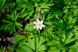 Attēlu rezultāti vaicājumam “Ranunculus repens flower”