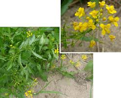 Attēlu rezultāti vaicājumam “Rorippa amphibia fruit”