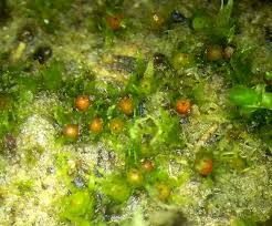 Attēlu rezultāti vaicājumam “Ephemerum serratum”