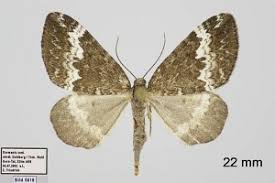 Attēlu rezultāti vaicājumam “Perizoma affinitata”