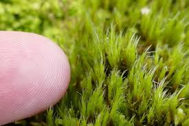 Attēlu rezultāti vaicājumam “Campylopus introflexus”