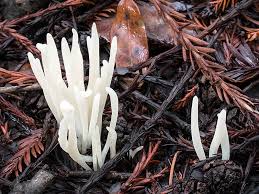 Attēlu rezultāti vaicājumam “Clavaria sphagnicola”