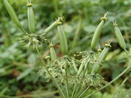 Attēlu rezultāti vaicājumam “Chaerophyllum aromaticum fruit”