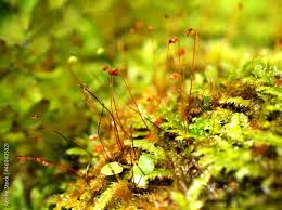 Attēlu rezultāti vaicājumam “Bryales”