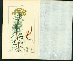 Attēlu rezultāti vaicājumam “Euphorbia cyparissias fruit”