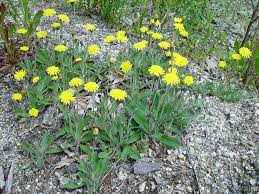 Attēlu rezultāti vaicājumam “Pilosella officinarum leaf”