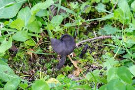 Attēlu rezultāti vaicājumam “Helvella atra”