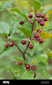 Attēlu rezultāti vaicājumam “Frangula alnus fruit”