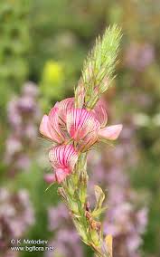 Attēlu rezultāti vaicājumam “Onobrychis arenaria flower”