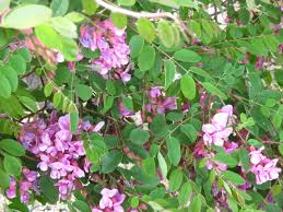 Attēlu rezultāti vaicājumam “Robinia neomexicana”