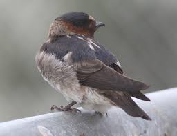 Image result for Petrochelidon pyrrhonota