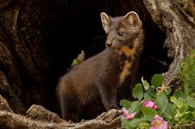 Attēlu rezultāti vaicājumam “Martes martes”