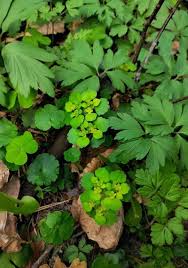 Attēlu rezultāti vaicājumam “Chrysosplenium alternifolium leaf”