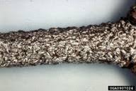 Attēlu rezultāti vaicājumam “Lepidosaphes ulmi”