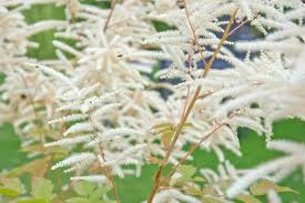 Attēlu rezultāti vaicājumam “Astilbe chinensis leaf”