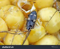 Attēlu rezultāti vaicājumam “Glischrochilus quadripunctatus”