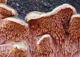 Attēlu rezultāti vaicājumam “Steccherinum bourdotii”