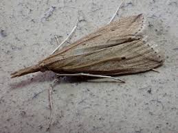 Attēlu rezultāti vaicājumam “Donacaula mucronella”