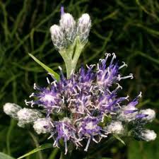 Attēlu rezultāti vaicājumam “Saussurea esthonica”