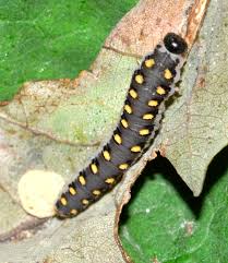 Attēlu rezultāti vaicājumam “Tenthredo mandibularis”