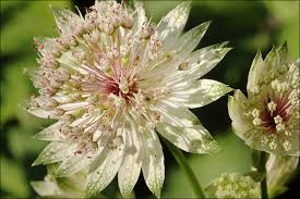 Attēlu rezultāti vaicājumam “Astrantia major flower”