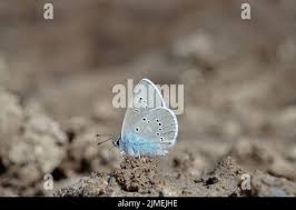 Attēlu rezultāti vaicājumam “Cyaniris semiargus male”