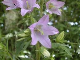 Attēlu rezultāti vaicājumam “Campanula trachelium”