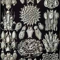 Attēlu rezultāti vaicājumam “Cribraria intricata young”