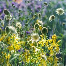 Image result for Scabiosa ochroleuca