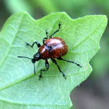 Attēlu rezultāti vaicājumam “Attelabus nitens”