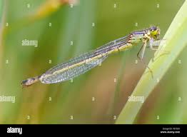 Attēlu rezultāti vaicājumam “Coenagrion armatum male”