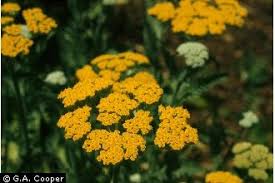 Image result for Achillea filipendulina
